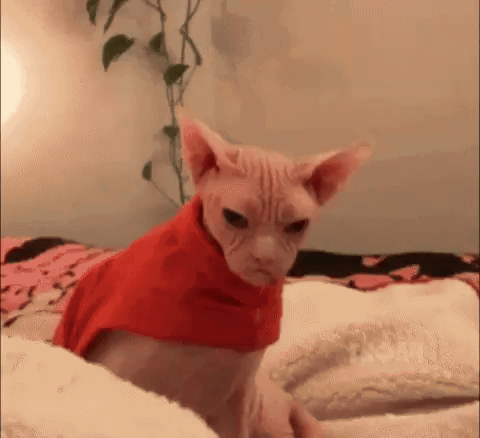 A Hairless Cat Is Sitting On A Bed Wearing A Red Sweater . GIF