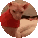 A Hairless Cat Is Wearing A Red Shirt And Looking At The Camera In A Circle . Sticker
