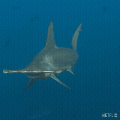 A Hammerhead Shark Swimming In The Ocean With A Netflix Logo In The Corner GIF