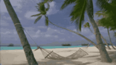 A Hammock Hangs Between Palm Trees On A Beach GIF