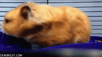 A Hamster In A Cage With Senorgif.com On The Bottom Right GIF