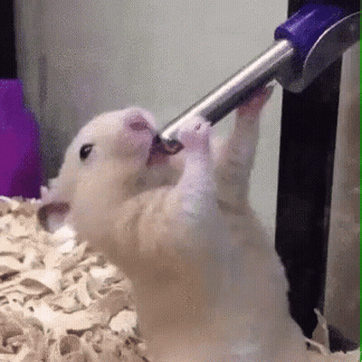 A Hamster Is Drinking Water From A Metal Hose GIF