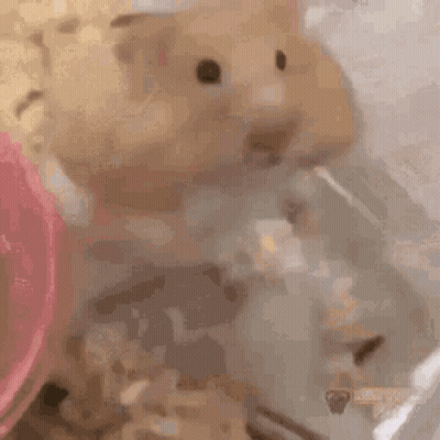 A Hamster Is Drinking Water From A Water Fountain . GIF