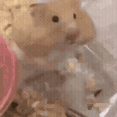A Hamster Is Drinking Water From A Water Fountain . GIF