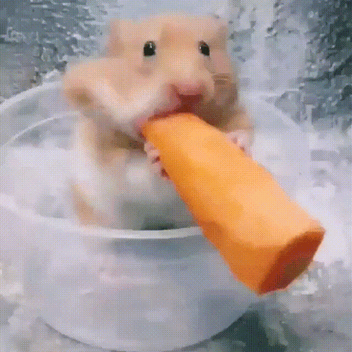 A Hamster Is Eating A Carrot Out Of A Bowl Of Water . GIF