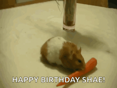 A Hamster Is Eating A Carrot With The Words Happy Birthday Shae GIF