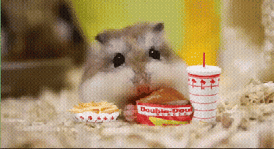 A Hamster Is Eating A Hamburger And French Fries Next To A Double Donut Cup GIF