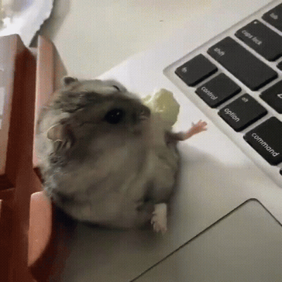 A Hamster Is Eating A Piece Of Corn On A Keyboard GIF