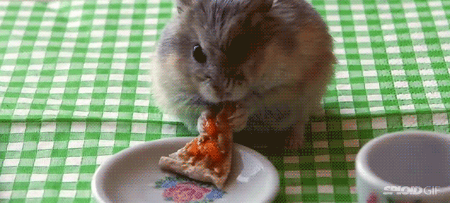 A Hamster Is Eating A Slice Of Pizza On A Plate On A Checkered Table Cloth . GIF