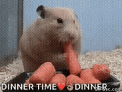 A Hamster Is Eating Carrots From A Plate With The Words Dinner Time Dinner On It . GIF