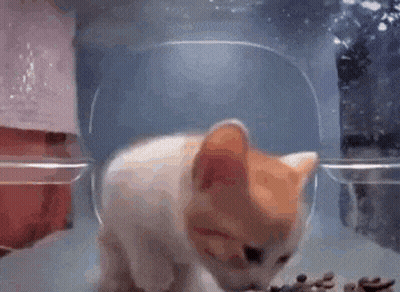 A Hamster Is Eating Food From A Plastic Bowl In A Tank Of Water . GIF