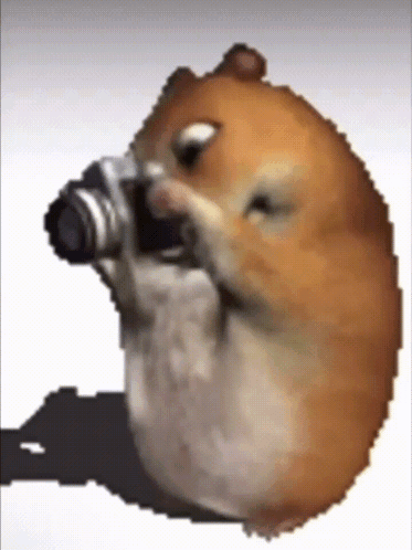 Hamster Holding Camera Taking Picture GIF