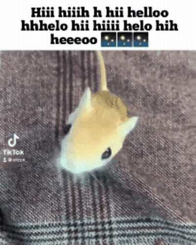 A Hamster Is Laying On A Plaid Blanket And Says Hiii Hiiih GIF