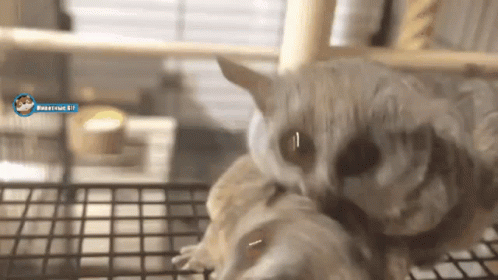 A Hamster Is Laying On Top Of Another Hamster On A Cage With A Blue Circle That Says Roastroast Elf GIF