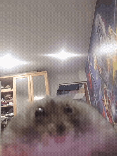 A Hamster Is Looking At The Camera In A Room With A Star Wars Mural On The Wall GIF