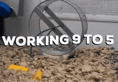 A Hamster Is Running On A Hamster Wheel With The Words " Working 9 To 5 " Below It GIF