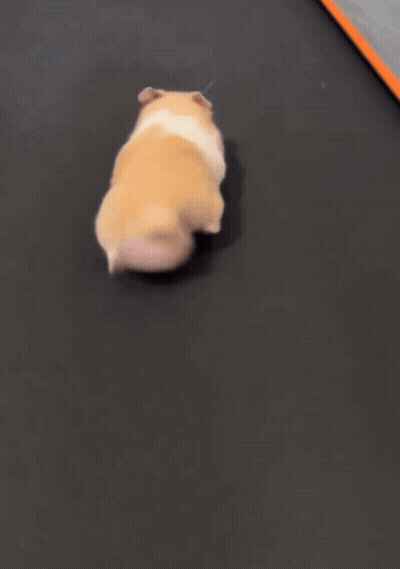 A Hamster Is Running On A Treadmill With Its Tail Visible GIF