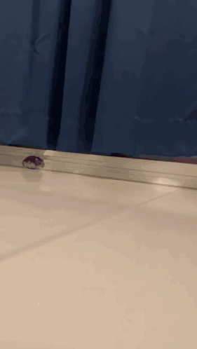 A Hamster Is Running On A White Tile Floor In Front Of A Blue Curtain GIF
