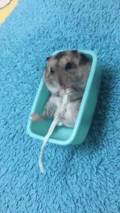 A Hamster Is Sitting In A Blue Container On A Blue Rug . GIF