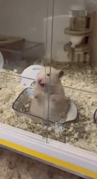 A Hamster Is Sitting In A Cage With A Bowl Of Food In Its Mouth . GIF