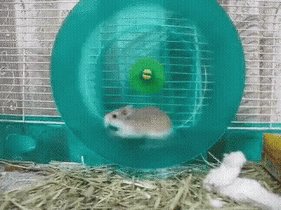 A Hamster Is Sitting In A Hamster Wheel In A Cage . GIF