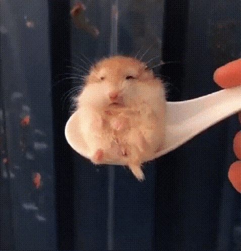 A Hamster Is Sitting On A White Spoon GIF