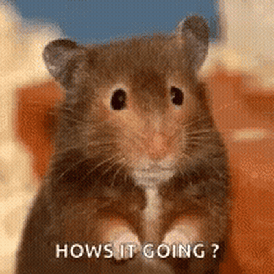A Hamster Is Sitting On Its Hind Legs And Looking At The Camera . GIF