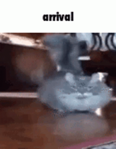Hamster Sitting On Table Next To Bowl GIF