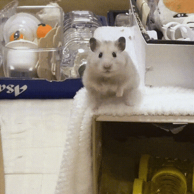 A Hamster Is Standing In Front Of A Box Which Says Psa GIF