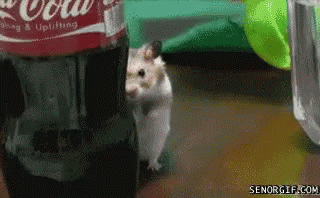 A Hamster Is Standing In Front Of A Coca Cola Bottle GIF