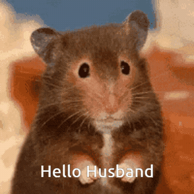 A Hamster Is Standing On Its Hind Legs And Says Hello Husband . GIF
