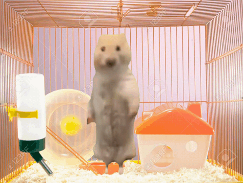 A Hamster Is Standing On Its Hind Legs In A Cage . GIF