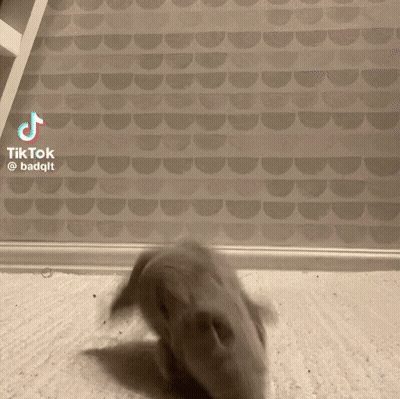A Hamster Is Walking On The Floor In Front Of A Wall With A Tiktok Watermark GIF