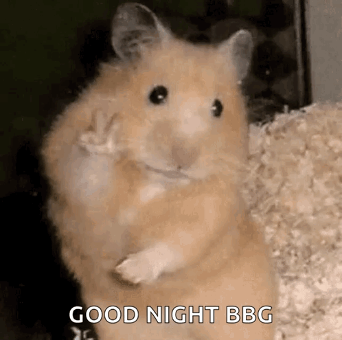 A Hamster Is Waving At The Camera And Says Good Night Bbc . GIF
