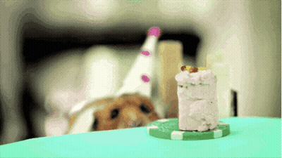 A Hamster Wearing A Party Hat Looks At A Small Cake On A Poker Chip GIF