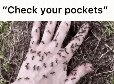A Hand Covered In Ants With The Words " Check Your Pockets " GIF