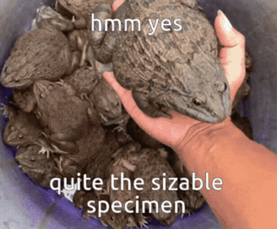 A Hand Is Holding A Frog In Front Of A Bucket Of Frogs With The Caption Hmm Yes Quite The Sizable Specimen GIF