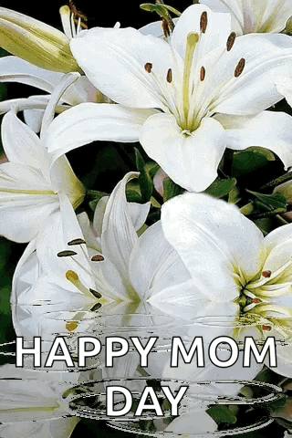 A Happy Mom Day Card With White Lilies And The Words Happy Mom Day GIF