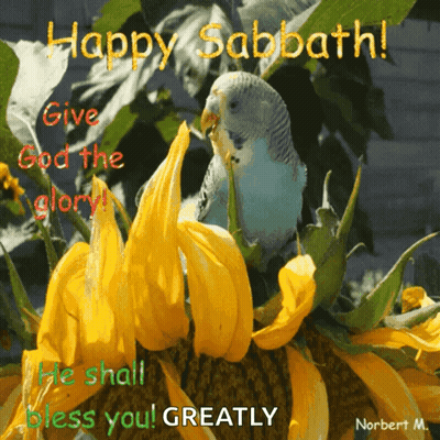 A Happy Sabbath Greeting Card With A Parakeet And Sunflowers GIF