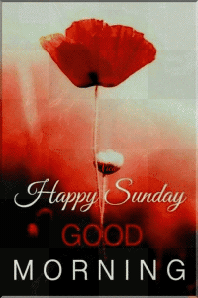 A Happy Sunday Good Morning Card With A Red Flower In The Background GIF