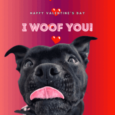 A Happy Valentine 'S Day Greeting Card With A Black Dog Sticking Out Its Tongue GIF