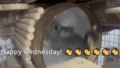 A Happy Wednesday Greeting With A Picture Of A Hamster GIF