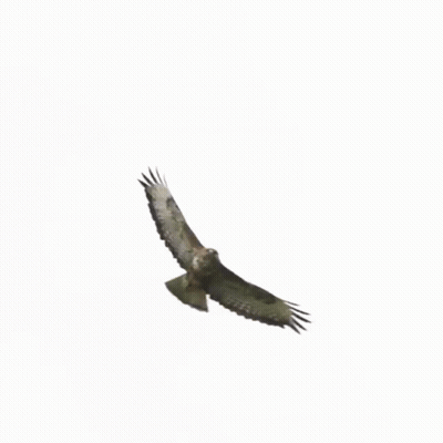 A Hawk Is Flying In The Air With Its Wings Spread . GIF