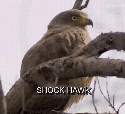 A Hawk Is Perched On A Tree Branch With The Words `` Shock Hawk '' Written On The Bottom . GIF