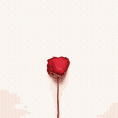 A Heart Made Of Red Rose Petals On A White Surface GIF