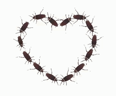 A Heart Made Out Of Cockroaches On A White Background . GIF