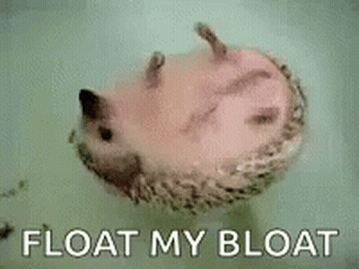 A Hedgehog Is Floating In A Bathtub With The Words `` Float My Bloat '' Written Above It . GIF