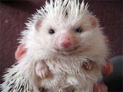 A Hedgehog Sniff GIF