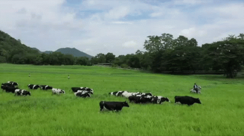 A Herd Of Black And White Cows Grazing In A Grassy Field GIF
