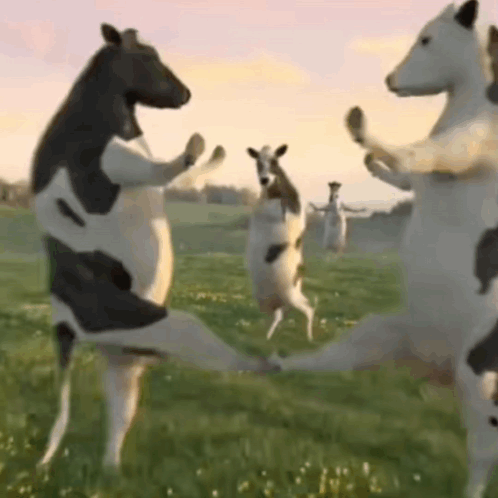 A Herd Of Cows Standing On Their Hind Legs In A Grassy Field . GIF